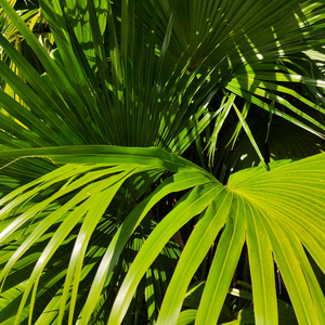 鸡巴玩的免费视
